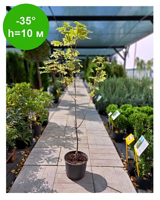 Клен "Друммонди"