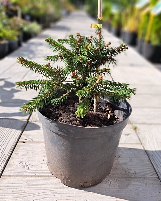 Ель обыкновенная "Фробург" (Frohburg) C 5.0