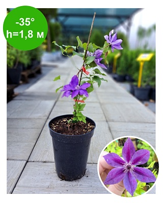 Клематис Clematis Masa Evipo089 Garland РБ