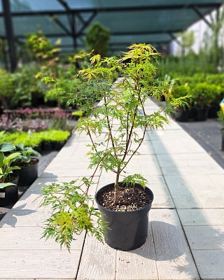 Клен веерный "Сейрю" (Seiryu) С2