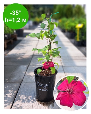 Клематис Clematis Daiyu Evipo083 Boulevard -- Р10,5 РБ