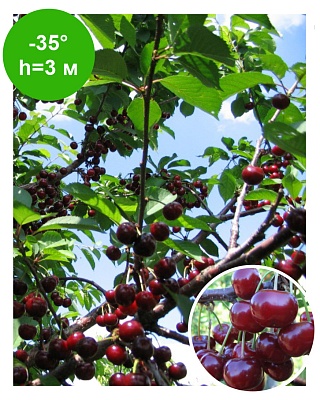 Вишня "Ночка" дюк