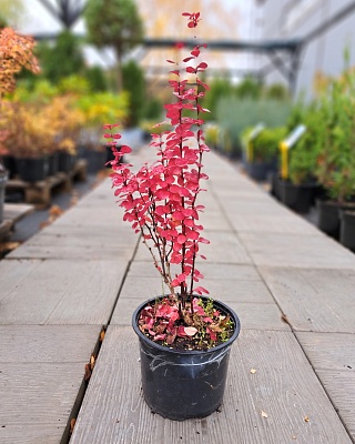 Барбарис Тунберга "Шоколад Саммер" 20-40 С2 РБ