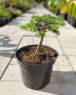 Пихта одноцветная "Аурея" (Abies concolor Aurea) С3