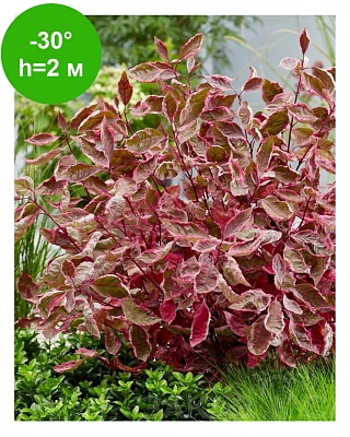 Дерен белый Миракл (Cornus alba Miracle) C2