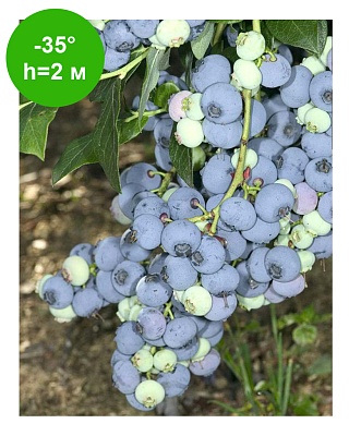 Голубика высокорослая "Блюкроп" 3-5лет С35 РБ