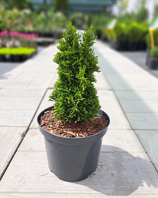 Туя западная "Макс" (Maks) C 3 20-25