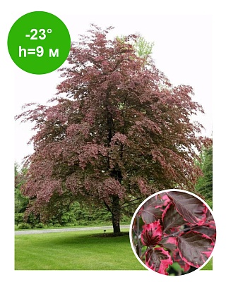 Бук лесной "Триколор" (Tricolor) Р1L