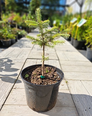 Ель колючая "Йелоу Саммер" (Yellow Summer) С5 Ра 5-10