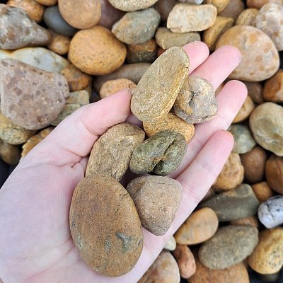 Галька речная "медовая" фр. 20-40 мм