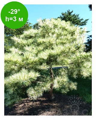 Сосна густоцветковая Око Дракона (Pinus densiflora Oculus-draconis) C5