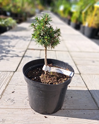 Ель обыкновенная "Томпа" (Tompa) C3