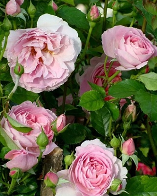 41. Роза "Delia" гр.Шрабы,нежно-розовый,высота 1-1,2м