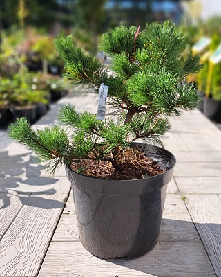 Сосна мелкоцветковая " Фукузуми" (Fuku zu mi) C7.5