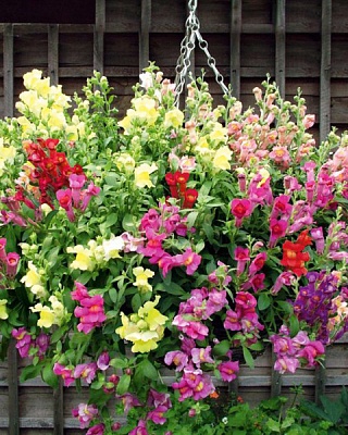 Львиный зев ампельный