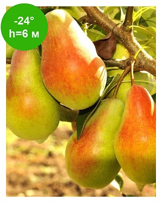 Груша "Русская Красавица" (ОКС)