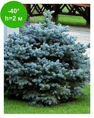 Ель колючая Глаука Глобоза (Picea pungens Glauca Globosa) C3