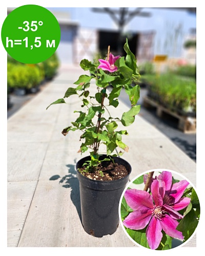 Клематис Clematis Тriompe Evipo117 Boulevard РБ