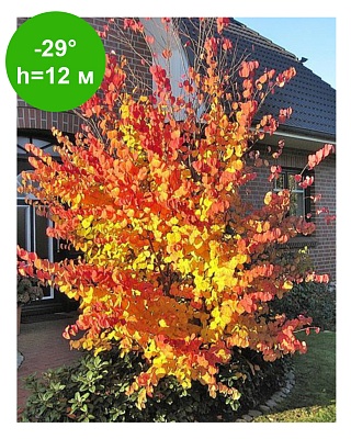 Багрянник японский (круглоплодник)