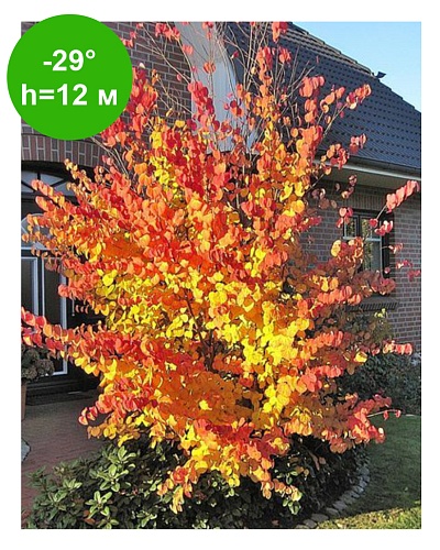 Багрянник японский (круглоплодник)