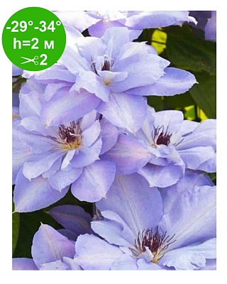 Клематис "Блю Катильон" (Blue Cotilion)