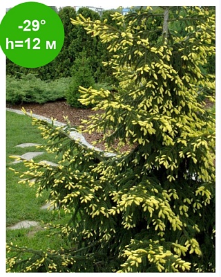 Ель восточная  "Ауреа" 200-220 WRB РБ