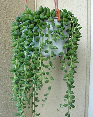 Крестовник