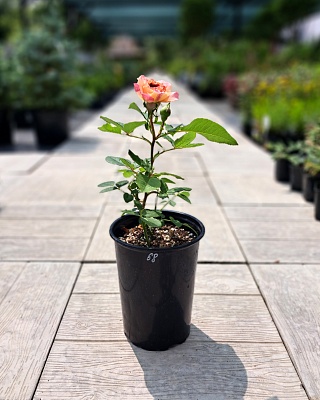 Роза "Лас Вегас" ч/г красно-оранж. (№ 68)