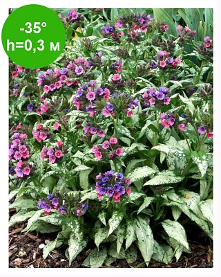 Медуница Р9