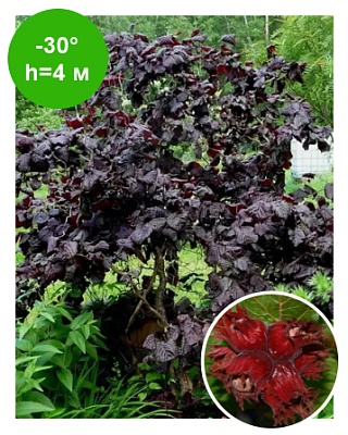 Лещина Ред Маджестик (Corylus avellana Red Majestic) C2