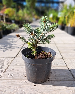 Ель колючая "Блю Монтен" (Picea pungens Blue Mountain) C5