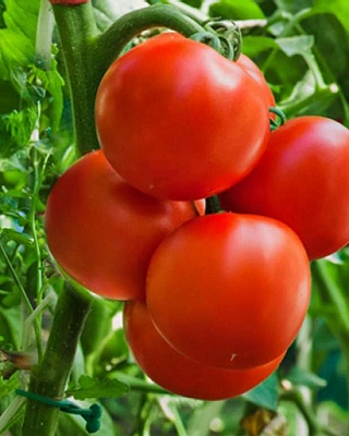 Томат 
