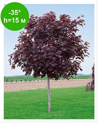 Клен остролистный "Роял Ред" на штамбе 1-1,2