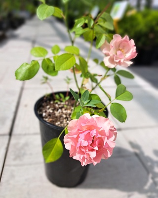 Роза "Жан Кокто" флориб. розов.-персик. (№ 39)