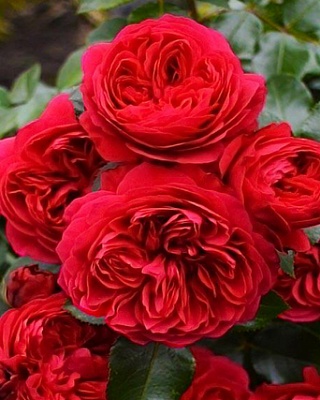 37. Роза "Red Leonardo da Vinci" гр.Флорибунда,красно-пурпурный,высота 0,7-1м