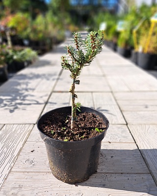 Пихта корейская "Блау Цу" (Blaue Zwo) C3 20-30