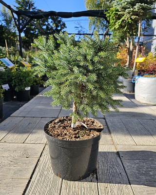 Ель сербская "Певе Тиджин" ( Peve Tijn) C7,5 20-30