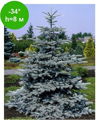 Ель колючая Эдит (Picea pungens Edith) Р14