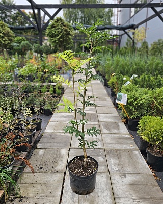 Рябина обыкновенная "Пендула" (Pendula) C5 Ра 190-200