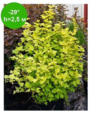 Пузыреплодник калинолистный (Physocarpus opulifolius) С3