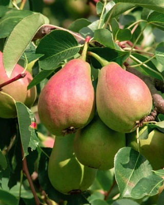 Груша Мраморная (раннеосен., зелен-желтый с оранж-кр.) С7,5