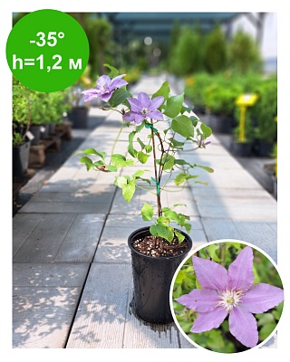 Клематис Clematis Takara Evipo121 Boulevard РБ