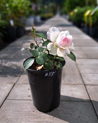 Роза "Стефани Баронин цу Гуттерберг" флориб. бело-розовая (№ 55)