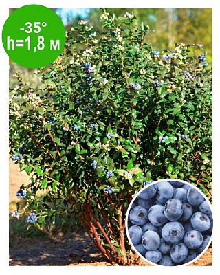 Голубика С3 в асс.