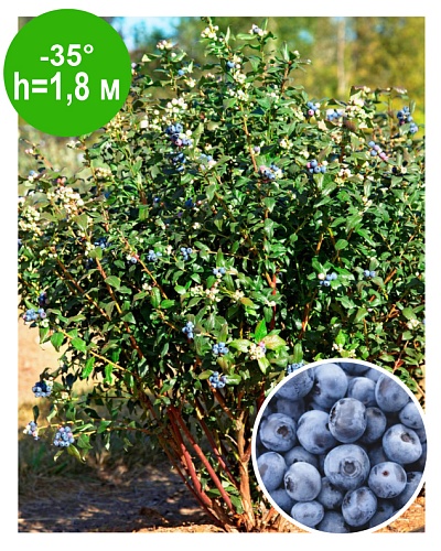 Голубика С3 в асс.