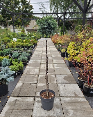 Можжевельник чешуйчатый "Блю Стар" Ра 90 С5