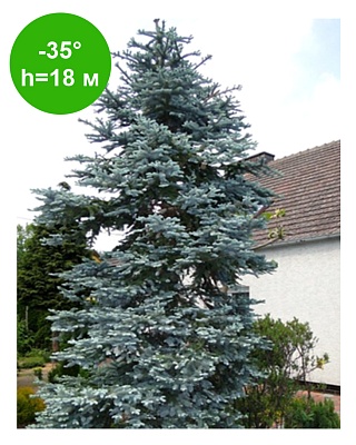 Пихта высокорослая Глаука компакт (Abies procera Glauca Compact) С2 20-40