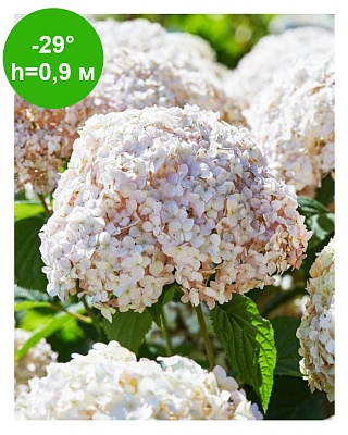 Гортензия древовидная "Кандибелл Маршмеллоу"(Candybelle Marshmallow) C3
