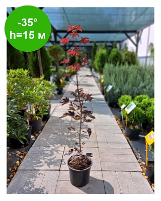 Клен остролистный "Роял Ред"