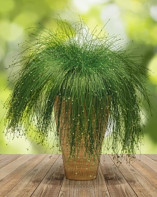 Изолепис изящный